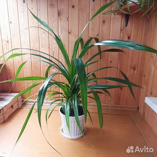 Пальма панданус Вейча, взрослое растение