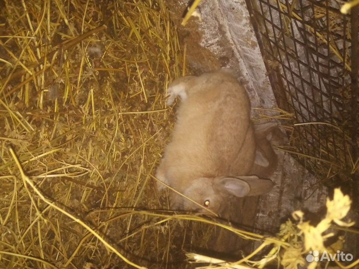 Продам кроликов 3 мальчика 2 девочки