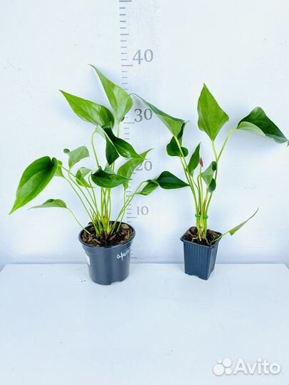 Антуриум Ариса Спрайт