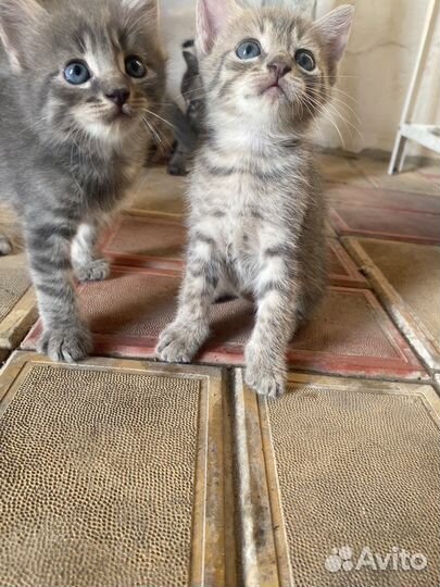 Котята британцы умные воспитанные