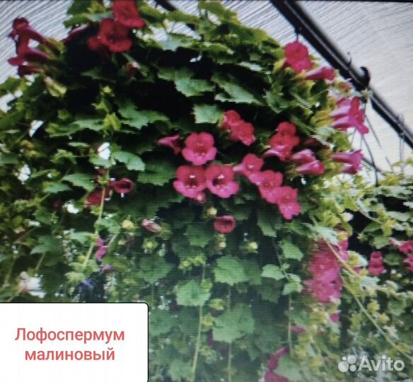 Лофоспермум лофос белый малиновый