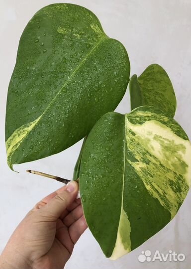 Монстера yellow splash