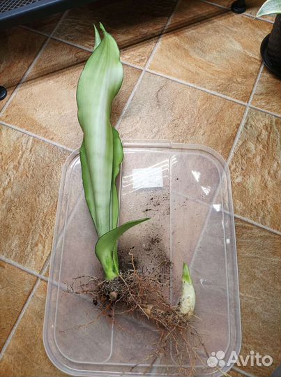 Сансевиерии и суккуленты