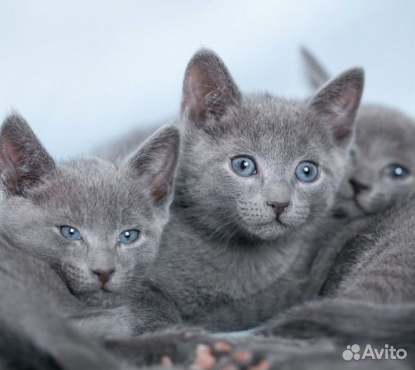Котята бесплатно