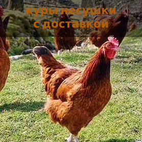 Куры несушки