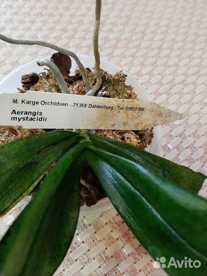 Aerangis mystacidii