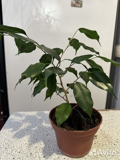 Фикус бенджамина