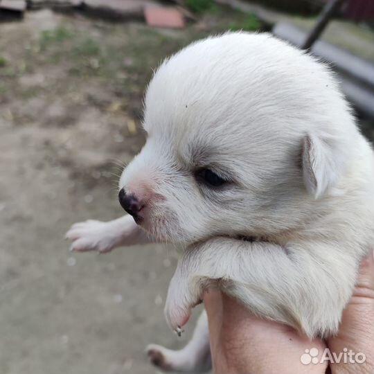 Маленькая собака в добрые руки бесплатно