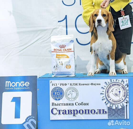 Щенки Бигль