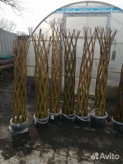 Ива плетеная