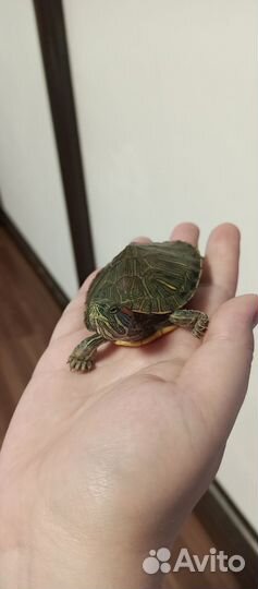 Красноухая черепаха