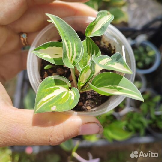 Хоста мини. Несколько сортов