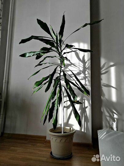 Драцена душистая 155 см