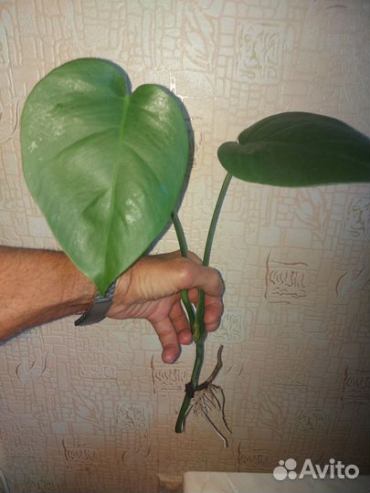 Монстера мелколистная. Отросток