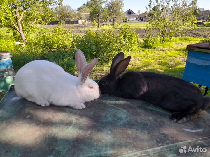 Кролики.Мясо кролика