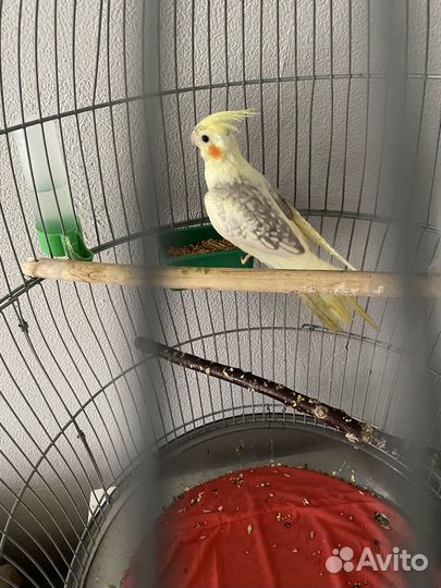 Попугаи Кареллы