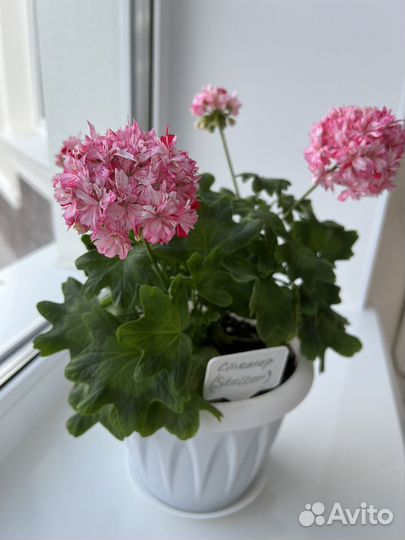Герань пеларгония цветы