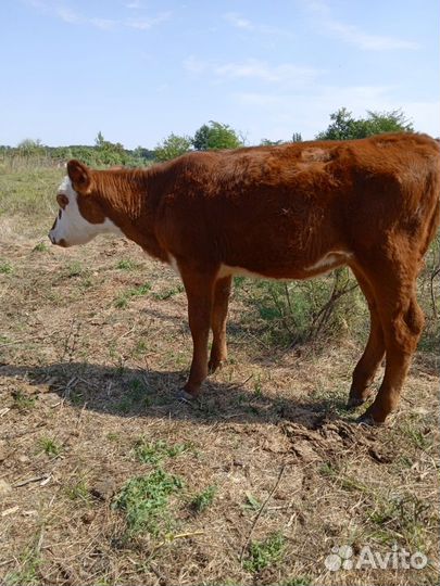 Телочка на молоко