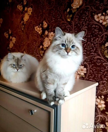 Невская Маскарадная