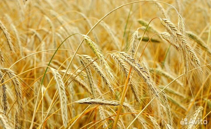 Продается рожь