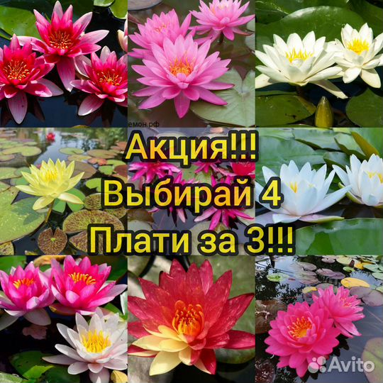 Нимфеи кувшинки растения для пруда. Часть 2