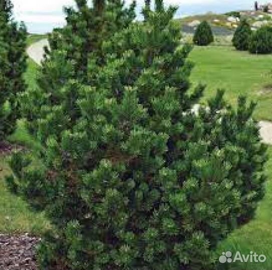 Сосна горная гном /Саженец сосны /Сосна