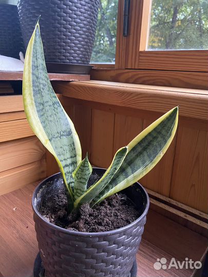 Сансевьерия