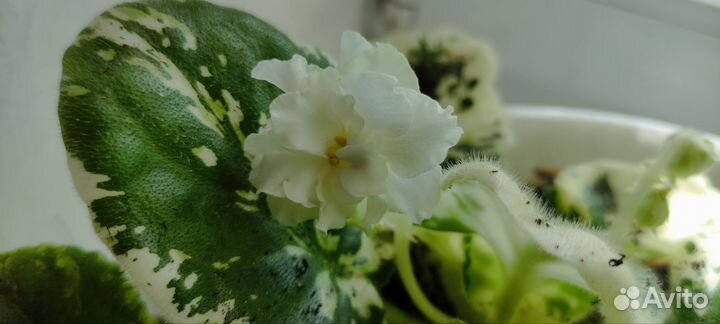 Растения цветы