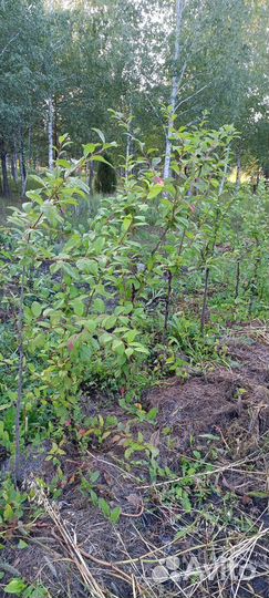 Саженцы сливы