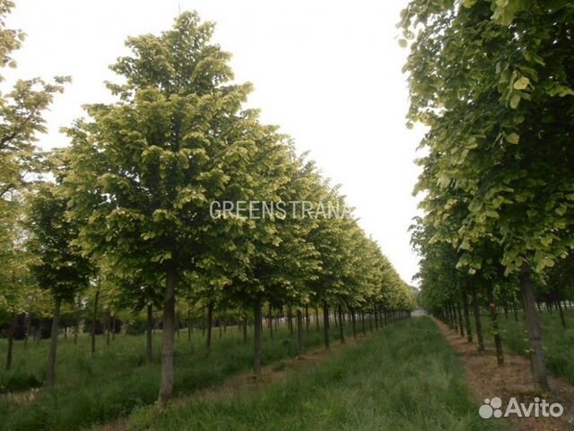 Липа войлочная Брабант/250-300 см о/с 12-14