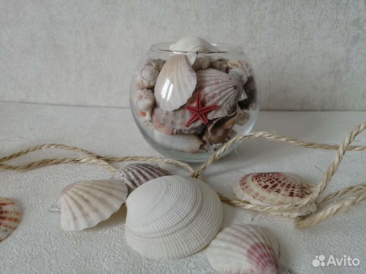 Ракушки для декора