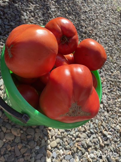 Помидор спелый