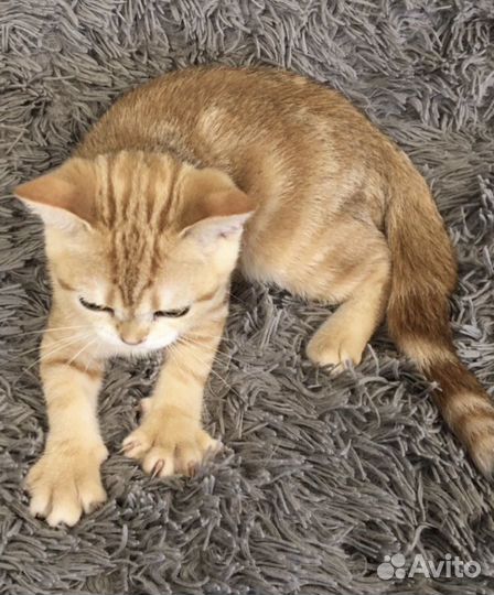 Шотландские котята золотой мрамор