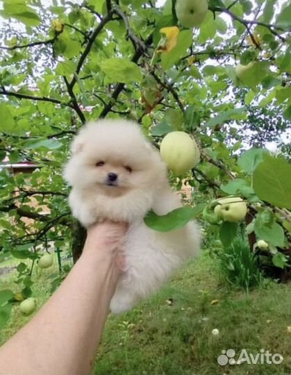 Померанский шпиц