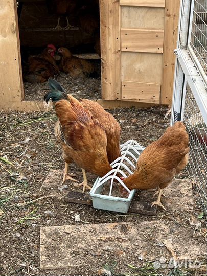 Петух петухи