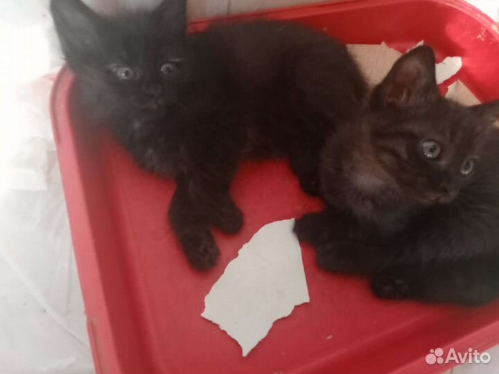 Две девчушки в самые добрые руки