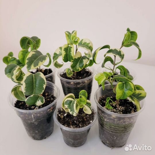 Фикусы Ирэн, Барок, Букле