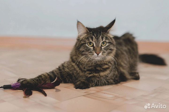 Кошка Булочка ищет дом