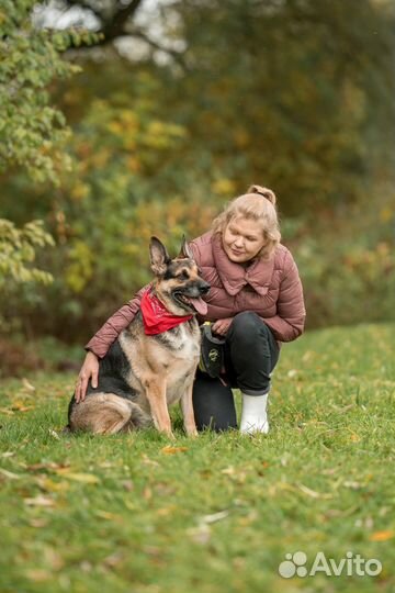 Собака мальчик Найт 3 года ищет семью