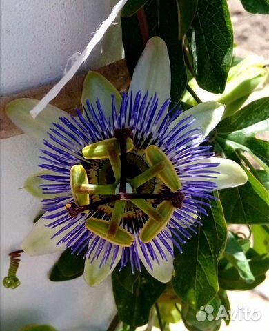 Пассифлора (маракуйя), 8 видов