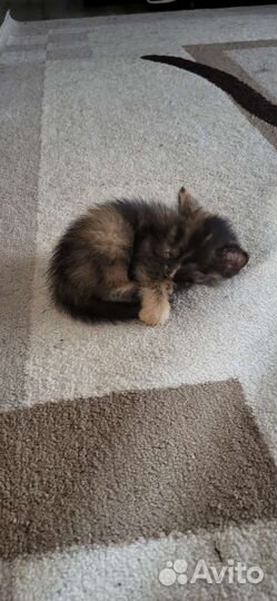 Отдам котёнка