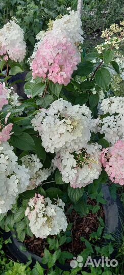 Гортензия метельчатая ванила фрайз