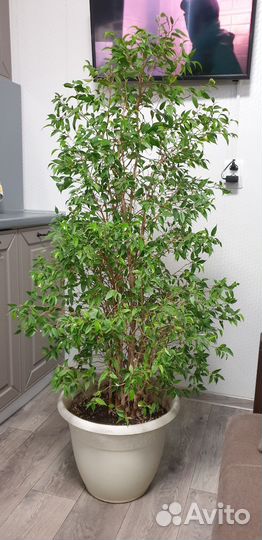 Фикус Бенджамина и Монстера