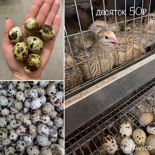 Яйцо перепелиное домашнее