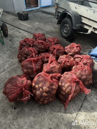 Продам картофель