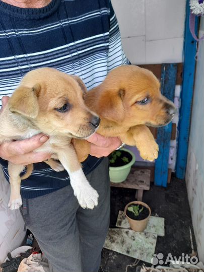 Щенки в добрые руки