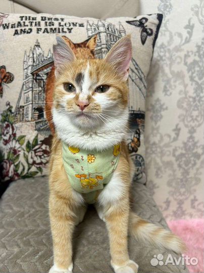 Красивая рыжая кошечка Лиса в заботливые ручки