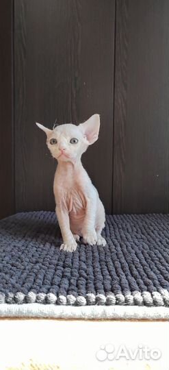 Котята девон-рекс