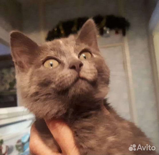 Котёнок бесплатно