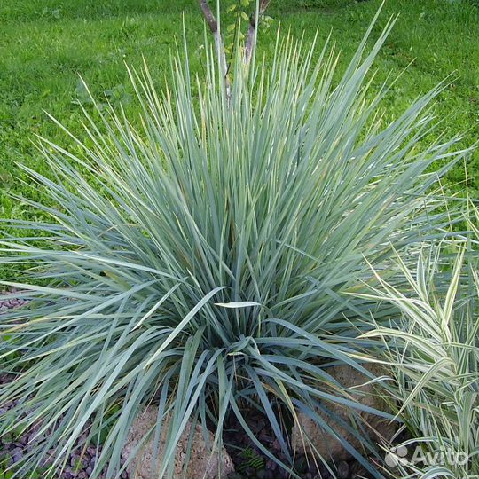 Декоративные злаки